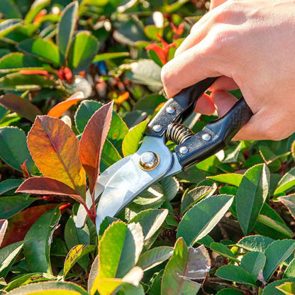 Pruning Shears For Gardening + Free Shipping 