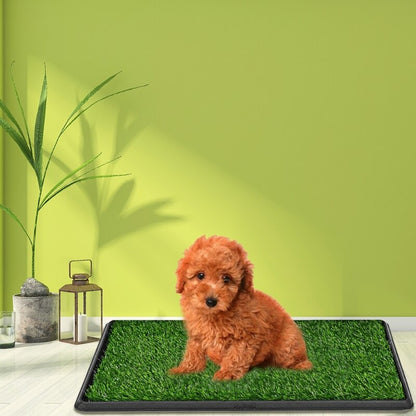 Pet Training Mat + Free Shipping